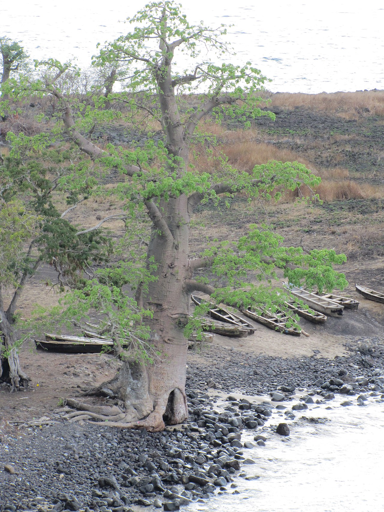 Baobab tree and dugout canoes on the shore near Lagoa Azul