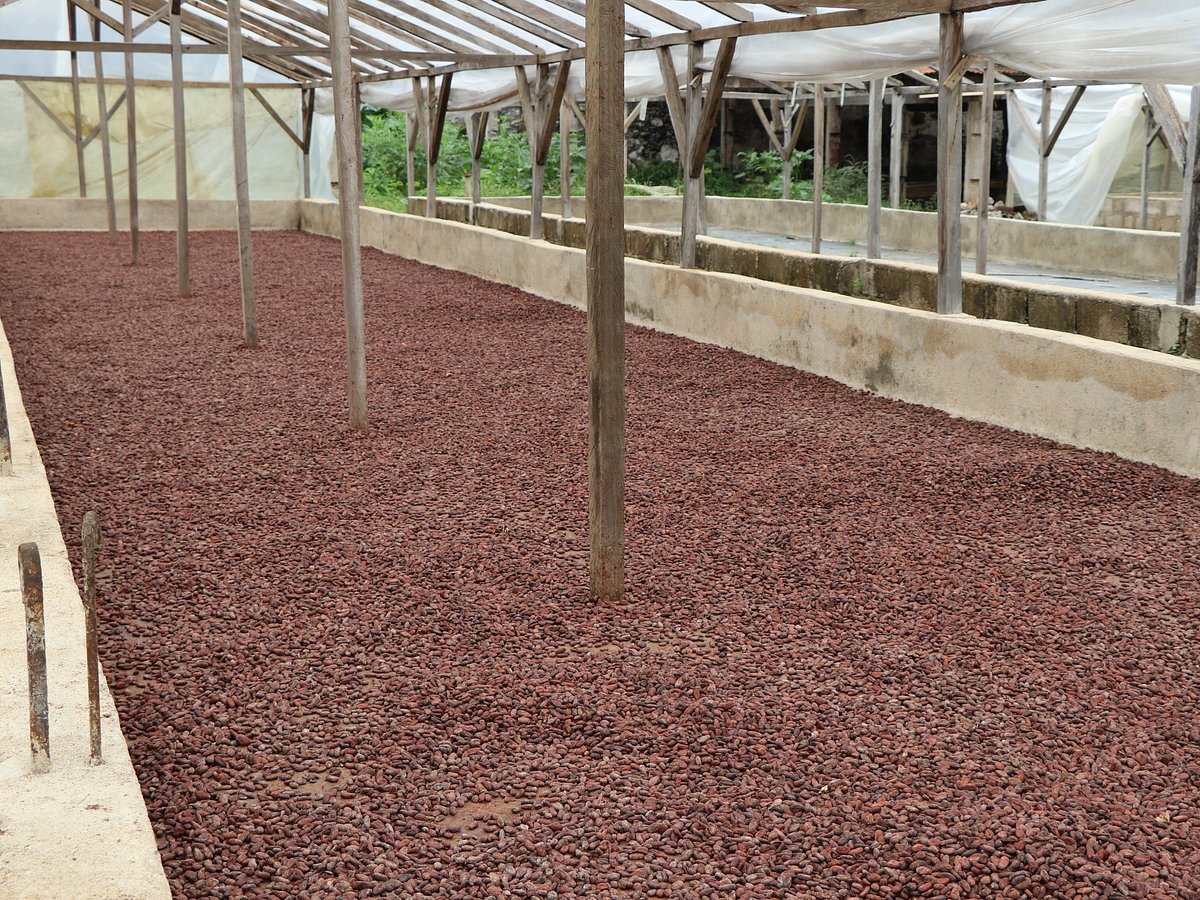 Cloçon Téla chocolate workshop São Tomé