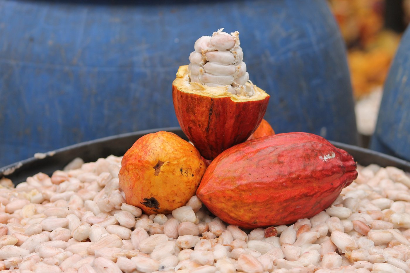 A São Tomé cacao pod split open to show the white pulp and beans