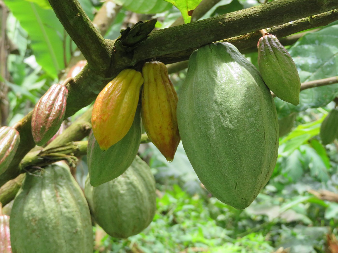 Cacao pods ripening on the tree in São Tomé