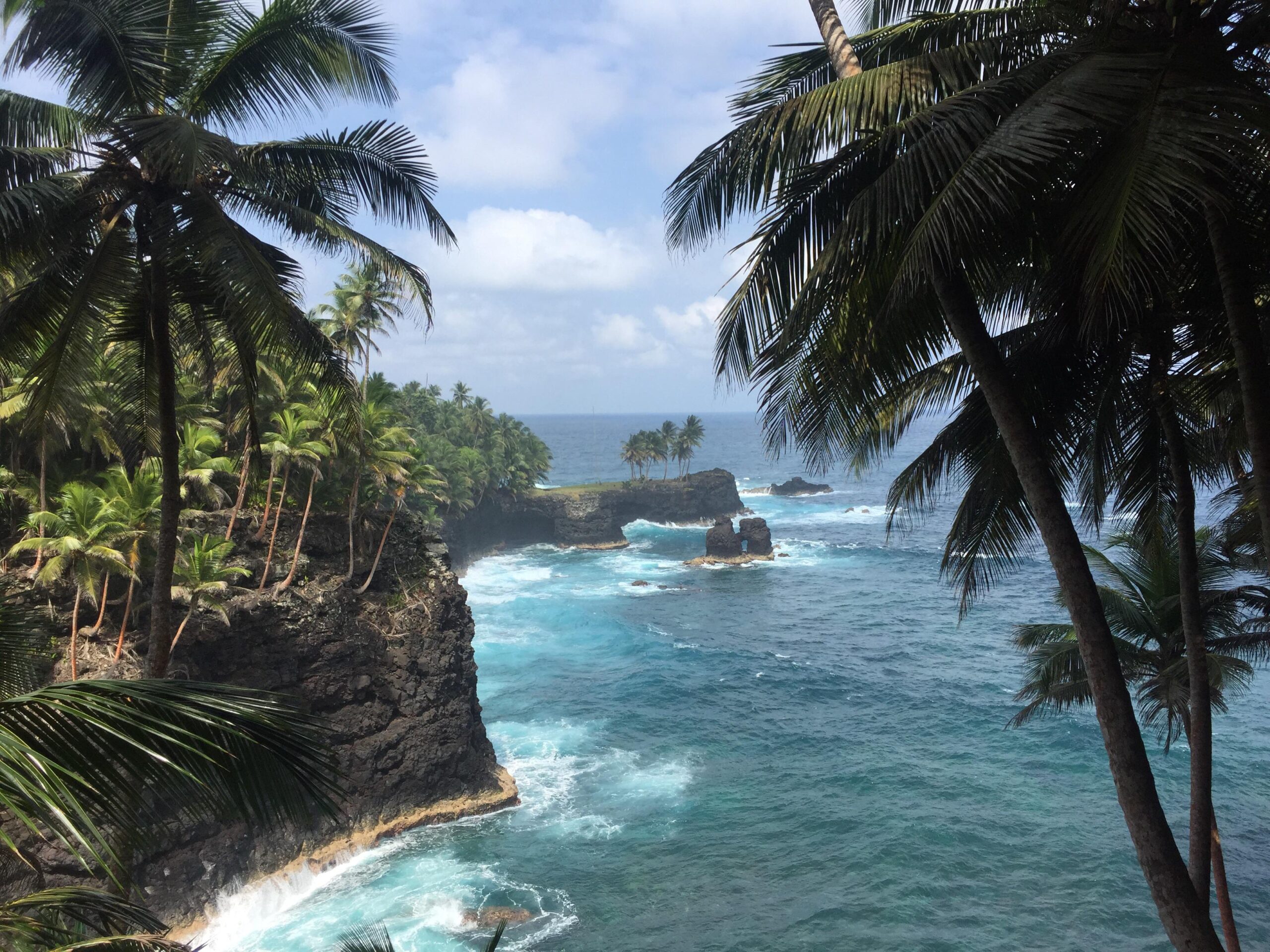 Palm-framed clifftop view over the coast of Ilhéu das Rolas