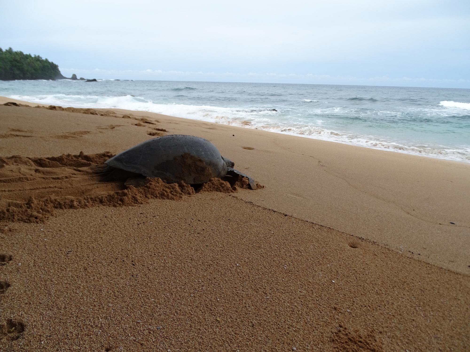 Sea turtle nesting on the sand at Praia Jalé, a Marapa conservation beach