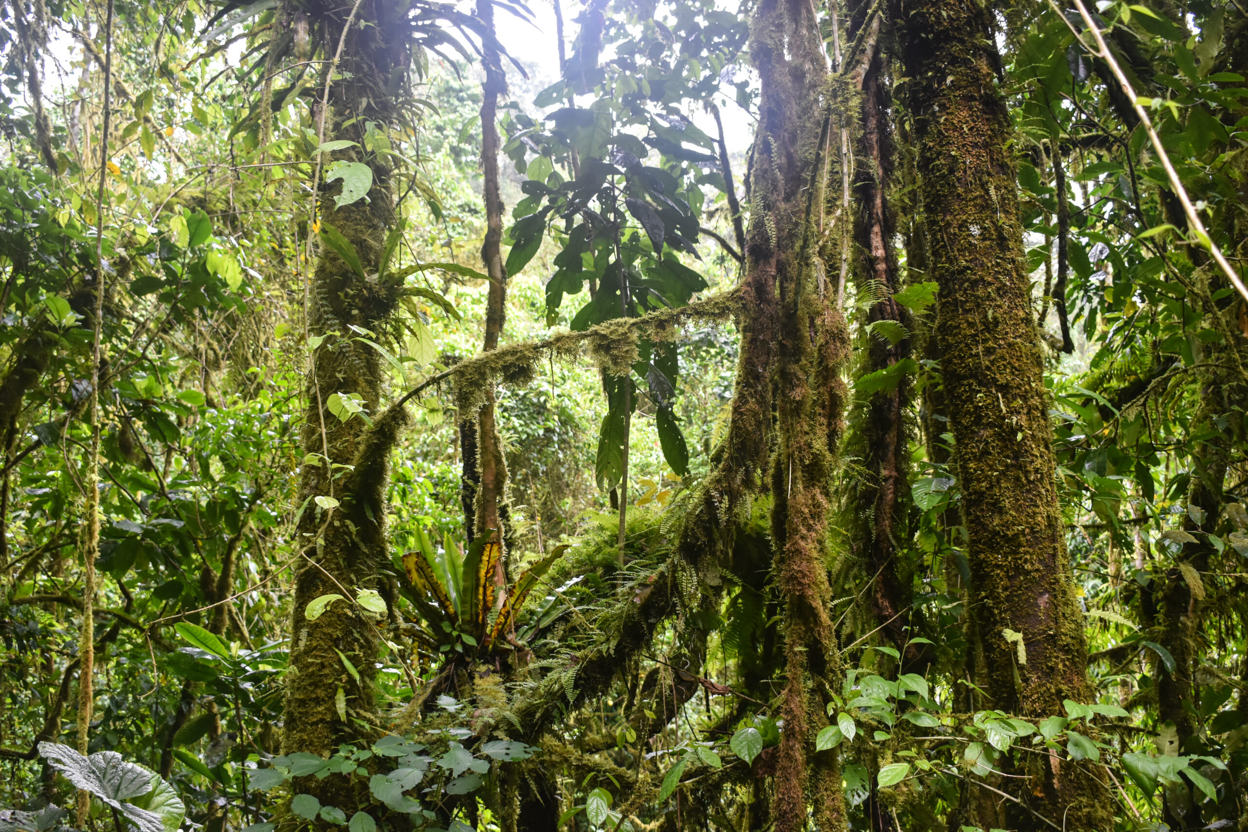 Mossy cloud-forest interior in Obô National Park, draped in ferns and epiphytes