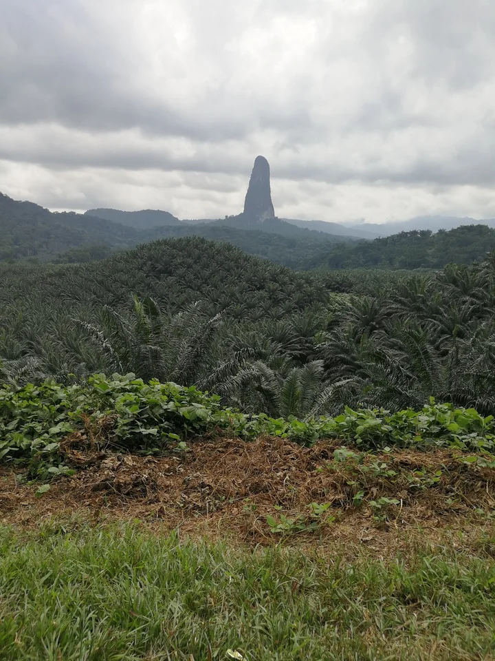 Pico Cão Grande seen across the forest within Obô National Park