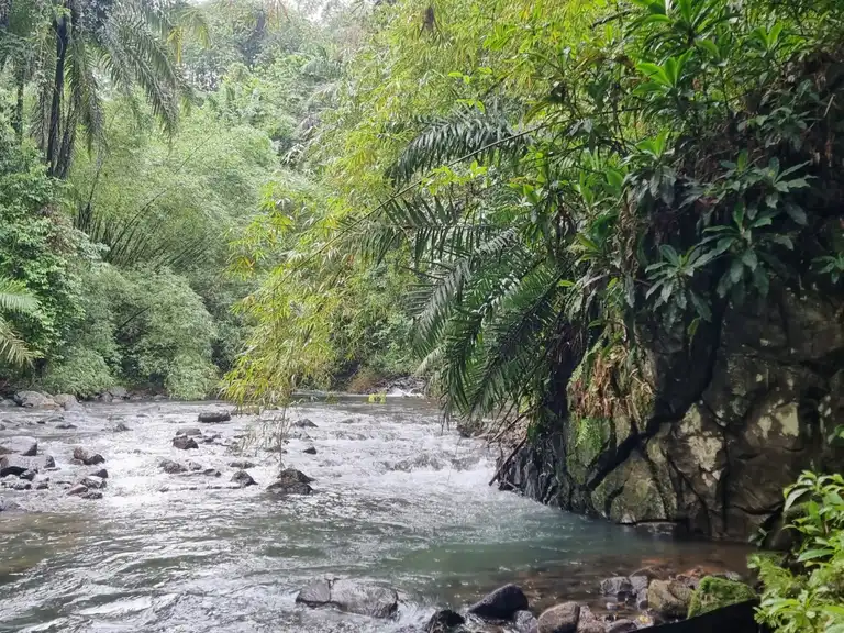 A clear forest river running through Obô National Park