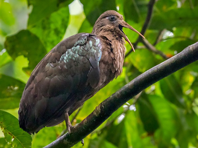 São Tomé ibis, a rare endemic bird, in the rainforest of Obô National Park