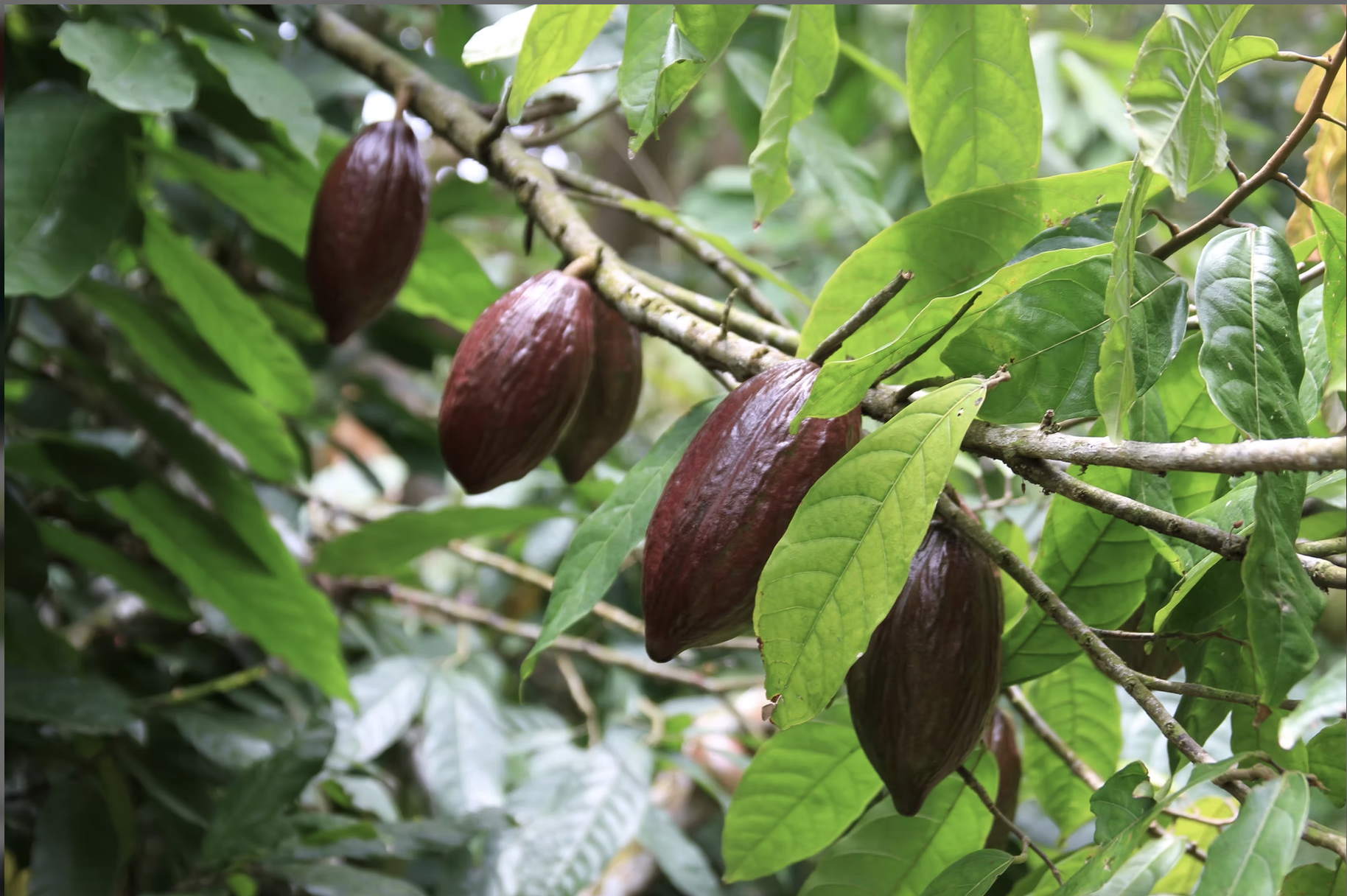 Ripening cacao pods on the tree at Roca Diogo Vaz