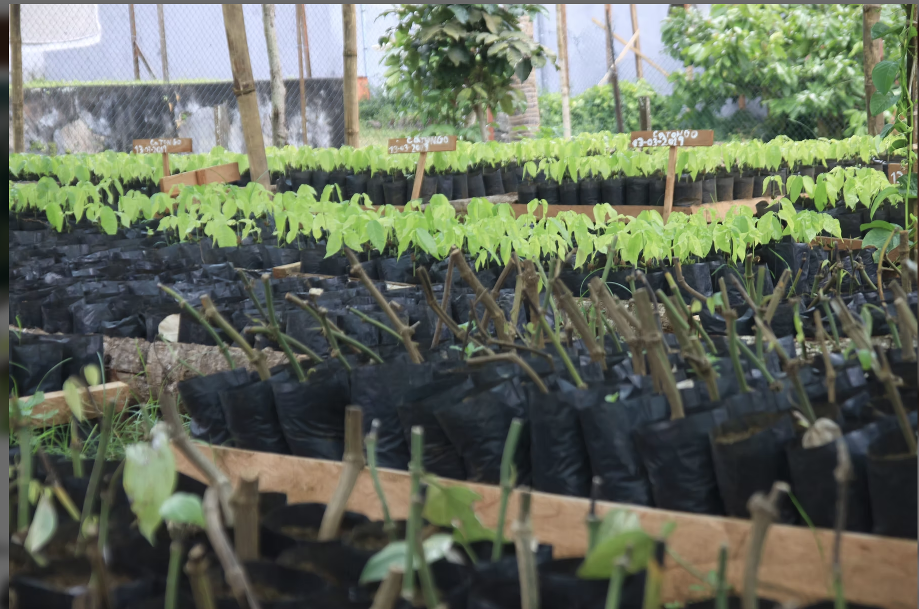 Cacao seedling nursery at Roca Diogo Vaz
