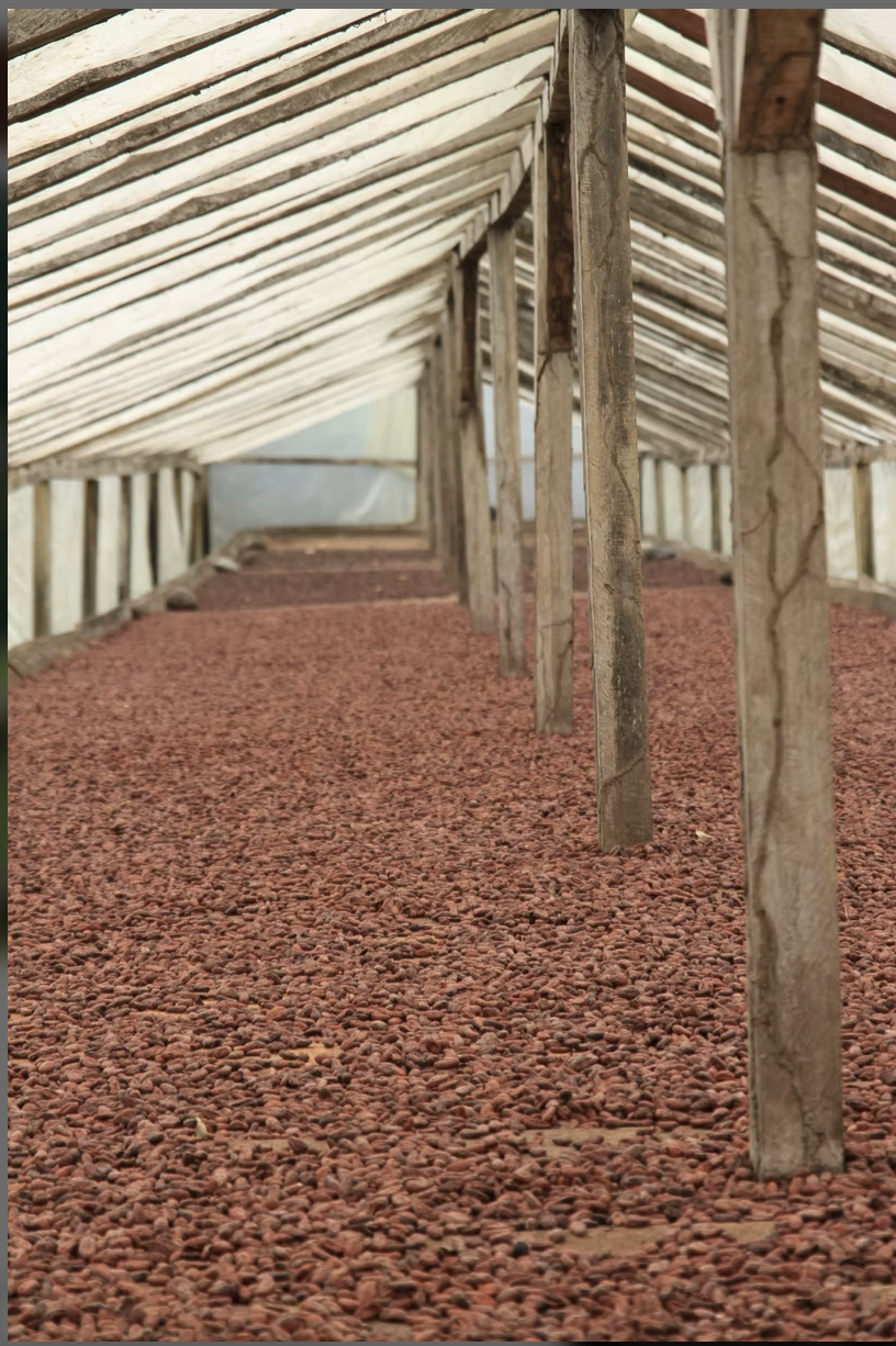 Cacao beans drying under cover at Roca Diogo Vaz